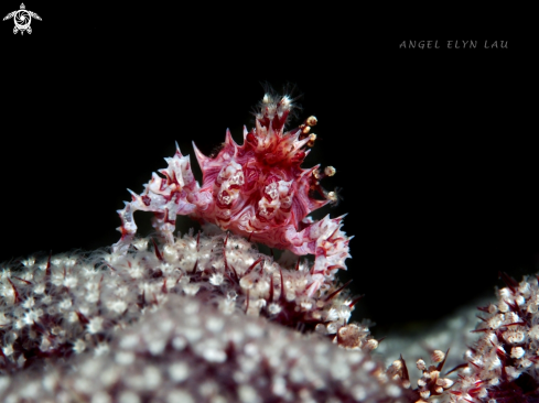 A Candy Crab ( Hoplophrys oatesii)