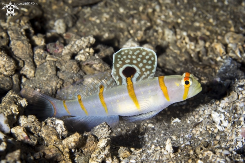 A Goby