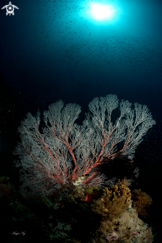 A Sea Fans