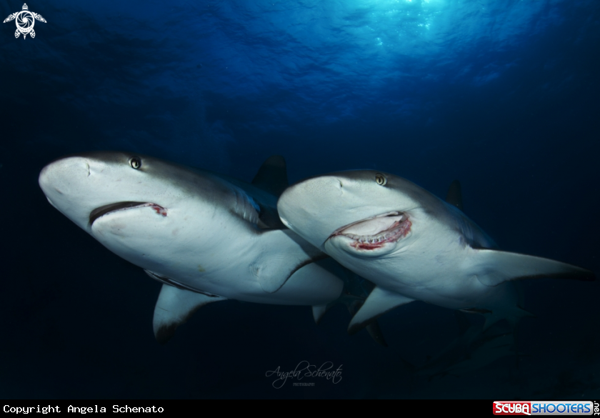 A GrayReef Shark