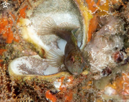 A Seaweed Blenny 