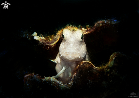 A Salarias segmentatus | Red-spotted Blenny