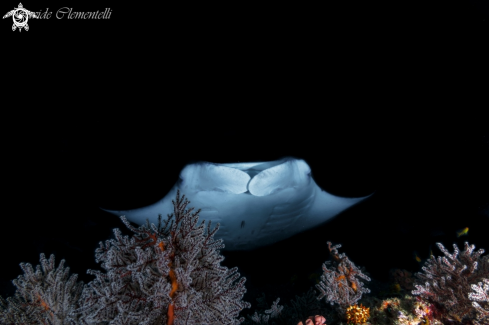 A Manta Birostris | From the deep