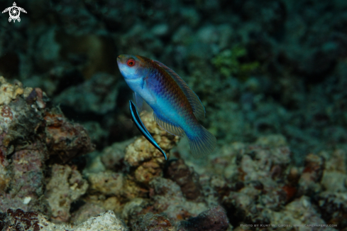 A Wrasse