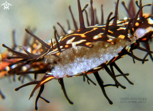 A Ghost Pipefish