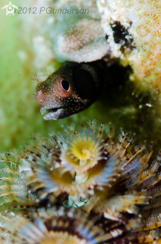 A Brown-Cheek Barnacle-Blenny