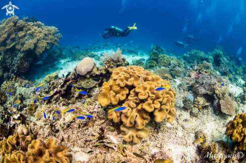 A Coral and diver