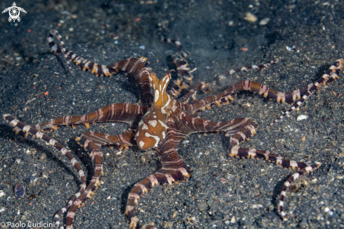 A Wunderpus photogenicus | Wunderpus