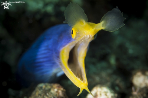 A Blue ribbon eel