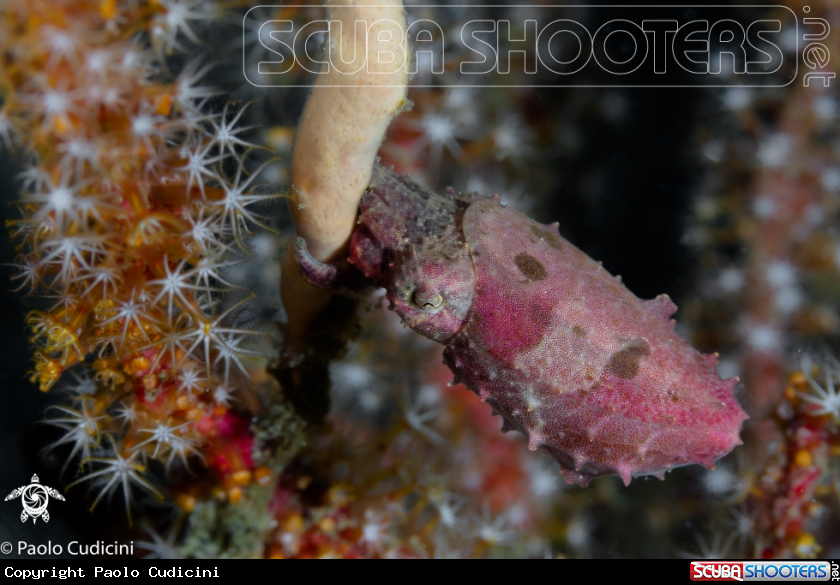 A Pygmy Cuttlefish