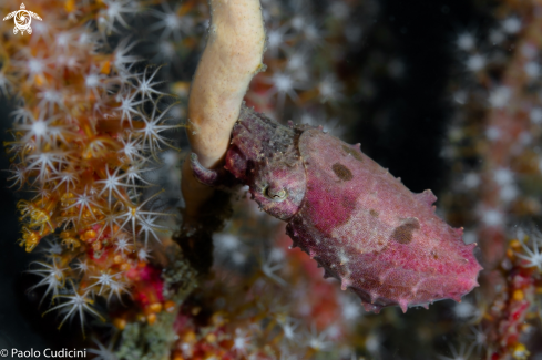 A Pygmy Cuttlefish