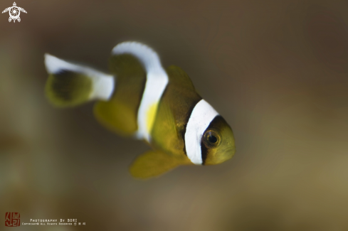 A anemonefish