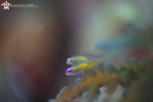 A Bryaninops natans | pinkeye goby