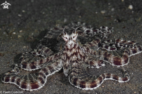 A Mimic Octopus