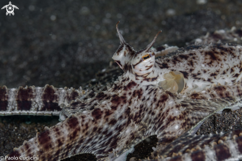 A Thaumoctopus mimicus | Mimic Octopus