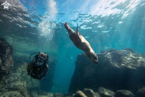 A California sea lion