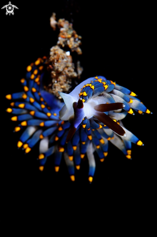 A Nudibranch