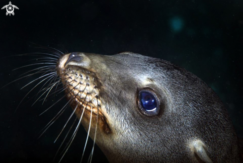 A California sea lion