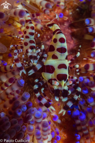 A Periclimenes colemani | Coleman Shrimp