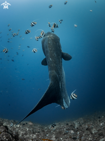 A Mola alexandrini | Southern Ocean Sunfish