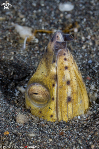 A Blacksaddle Snake Eel