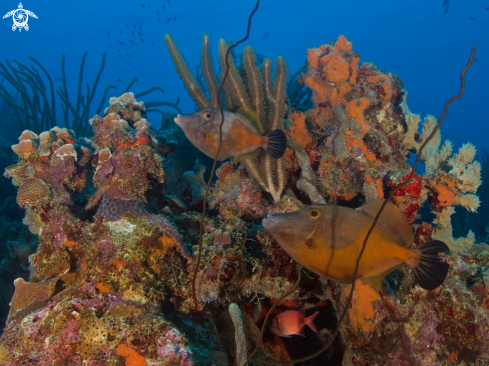 A Cantherhines macrocerus | American whitespotted filefish