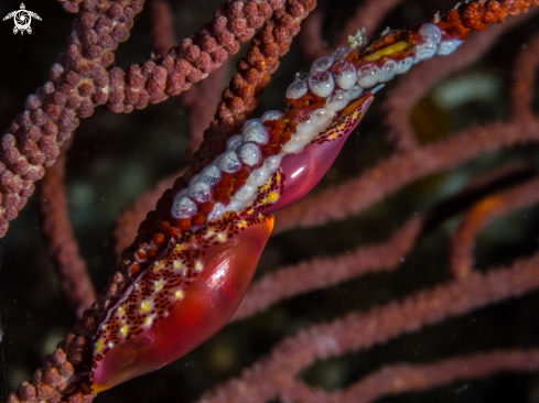 A simnia snail