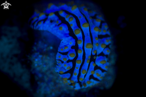 A Nudi in UV Light | Nudi in UV Light