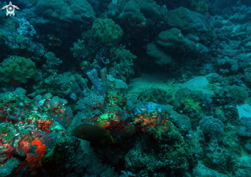 A CORAL REEFS