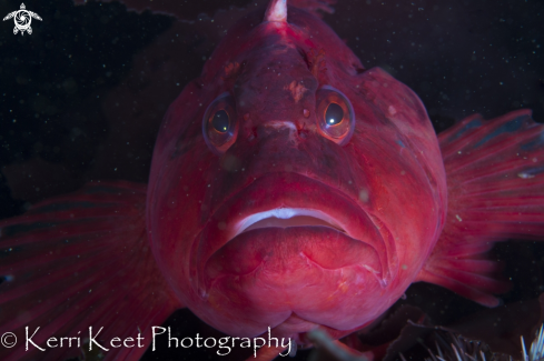 A Klipfish