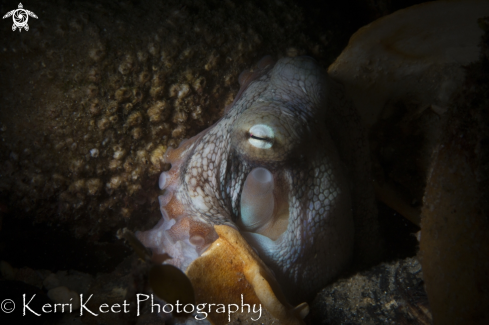 A Common octopus