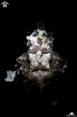 A Frogfish