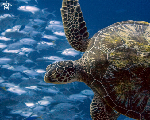 A Green Turtle