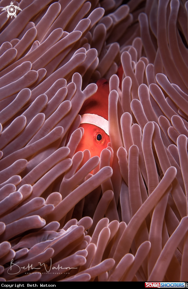 A Anemonefish and Anemone