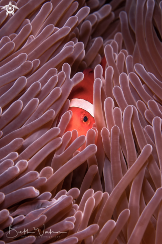 A Anemonefish and Anemone