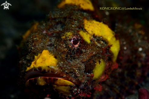 A Scorpion fish