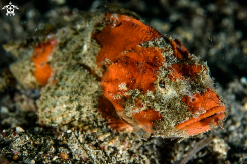 A Scorpaenopsis neglecta | Scorpionfish