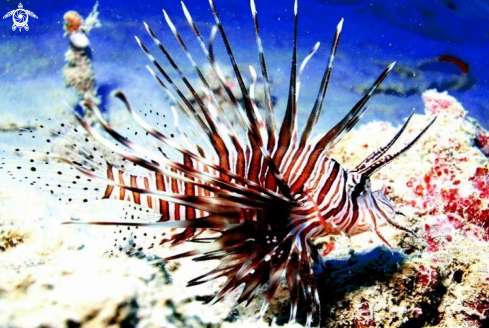 A Pteroinae | Lionfish 