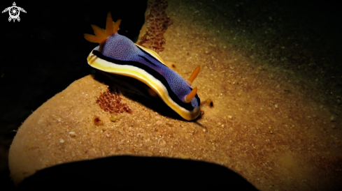 A Chromodoris Annae | Nudibranch