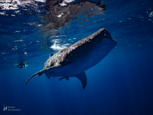 A Whale Shark