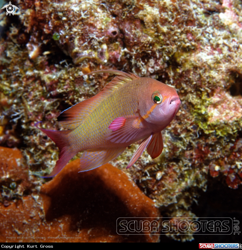 A Reeffish