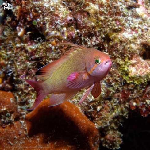 A Pseudanthias cheirospilos | Reeffish