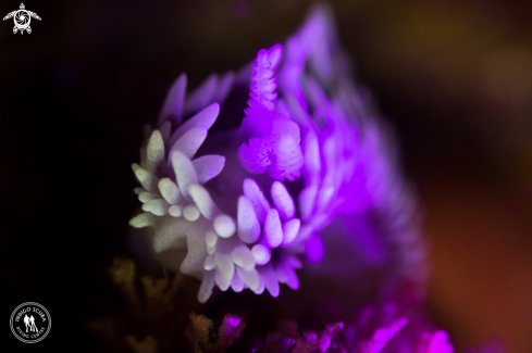 A Silvertip Nudibranch