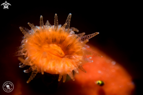 A Jewel Anemone