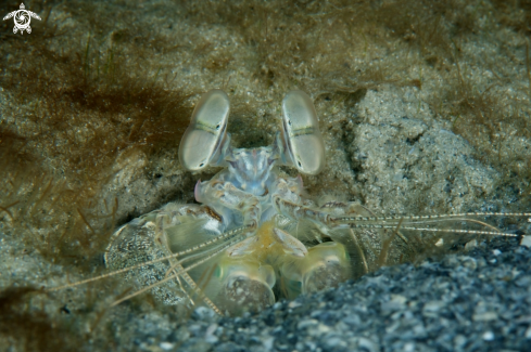 A Mantis Shrimp