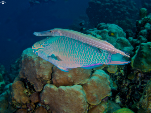 A Aulostomus maculatus + Scarus viridis | Trumpetfisch +GREEN PARROTFISH