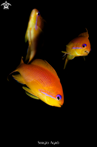 A Pseudanthias squamipinnis | Anthias