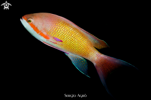 A Pseudanthias squamipinnis | Anthias