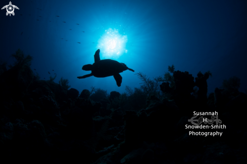 A Hawksbill Turtle Silhouette