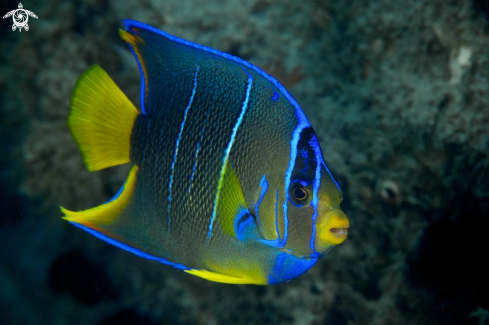 A Queen Angelfish